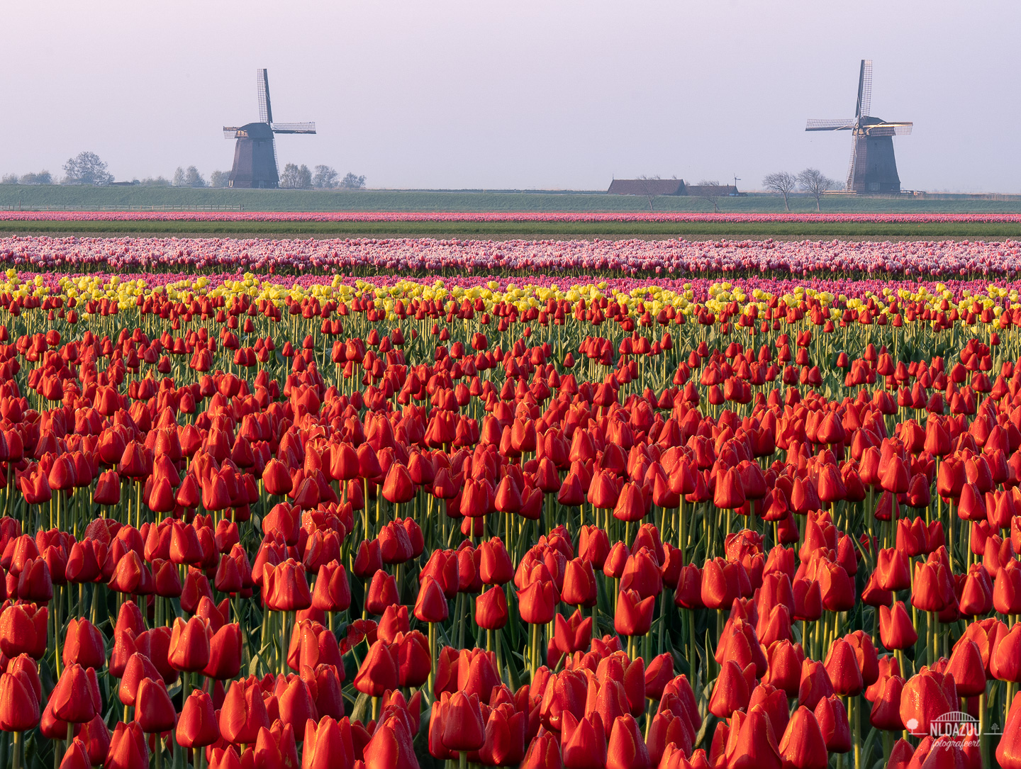 Tulpenveld met molens op de achtergrond